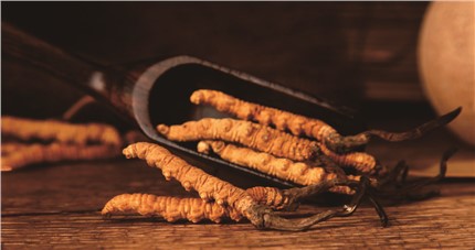 什么是斷草？斷草和冬蟲夏草的區(qū)別和購買常識